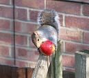 Click image for larger version. 

Name:	squirrel2.jpg 
Views:	170 
Size:	143.4 KB 
ID:	3175