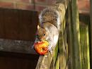 Click image for larger version. 

Name:	squirrel3.jpg 
Views:	173 
Size:	231.9 KB 
ID:	3176