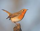 Click image for larger version. 

Name:	robin 4.jpg 
Views:	158 
Size:	32.7 KB 
ID:	3288