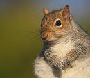 Click image for larger version. 

Name:	squirrel.jpg 
Views:	177 
Size:	63.4 KB 
ID:	3292