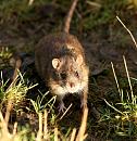 Click image for larger version. 

Name:	rat f.jpg 
Views:	259 
Size:	238.4 KB 
ID:	3306