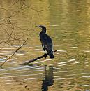 Click image for larger version. 

Name:	cormorant_1.jpg 
Views:	247 
Size:	260.2 KB 
ID:	3358
