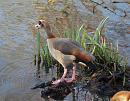 Click image for larger version. 

Name:	egyptian_goose_5.jpg 
Views:	258 
Size:	297.5 KB 
ID:	3373