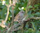 Click image for larger version. 

Name:	dunnock.jpg 
Views:	257 
Size:	134.0 KB 
ID:	3375