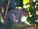 Click image for larger version. 

Name:	squirrel.jpg 
Views:	219 
Size:	175.2 KB 
ID:	3380