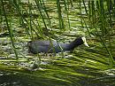 Click image for larger version. 

Name:	coot_reeds_small.jpg 
Views:	230 
Size:	182.3 KB 
ID:	345
