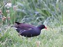 Click image for larger version. 

Name:	moorhen1.jpg 
Views:	223 
Size:	243.4 KB 
ID:	346