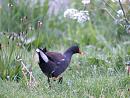 Click image for larger version. 

Name:	moorhen2.jpg 
Views:	212 
Size:	291.3 KB 
ID:	347
