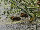 Click image for larger version. 

Name:	mallard_ducklings1.jpg 
Views:	226 
Size:	527.2 KB 
ID:	353