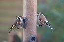 Click image for larger version. 

Name:	Goldfinch_1.jpg 
Views:	187 
Size:	81.1 KB 
ID:	3605