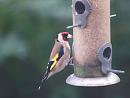 Click image for larger version. 

Name:	Goldfinch_3.jpg 
Views:	176 
Size:	60.2 KB 
ID:	3607