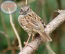 Click image for larger version. 

Name:	dunnock.jpg 
Views:	347 
Size:	122.6 KB 
ID:	3646