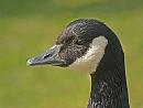 Click image for larger version. 

Name:	canada_goose.jpg 
Views:	184 
Size:	112.9 KB 
ID:	3700