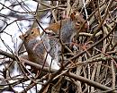 Click image for larger version. 

Name:	Grey_squirrel.jpg 
Views:	171 
Size:	241.4 KB 
ID:	3714