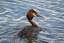 Click image for larger version. 

Name:	great_crested_grebe_1.jpg 
Views:	961 
Size:	231.9 KB 
ID:	3754