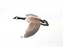 Click image for larger version. 

Name:	canada_goose_4.jpg 
Views:	2699 
Size:	63.6 KB 
ID:	3894