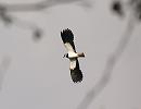 Click image for larger version. 

Name:	Lapwing_3.jpg 
Views:	208 
Size:	77.2 KB 
ID:	3900