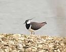 Click image for larger version. 

Name:	Lapwing_1_small.jpg 
Views:	367 
Size:	47.5 KB 
ID:	3904