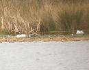 Click image for larger version. 

Name:	Goosander.jpg 
Views:	193 
Size:	66.9 KB 
ID:	3910