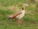 Click image for larger version. 

Name:	Egyptian_goose_1.jpg 
Views:	197 
Size:	256.3 KB 
ID:	3920