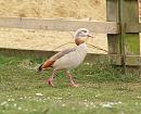 Click image for larger version. 

Name:	Egyptian_goose_2.jpg 
Views:	195 
Size:	188.6 KB 
ID:	3921