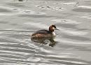 Click image for larger version. 

Name:	great_crested_grebe.jpg 
Views:	319 
Size:	112.5 KB 
ID:	3924