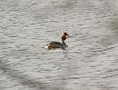 Click image for larger version. 

Name:	great_crested_grebe_1.jpg 
Views:	319 
Size:	170.0 KB 
ID:	3925