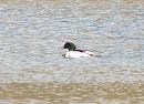 Click image for larger version. 

Name:	Goosander_3.jpg 
Views:	185 
Size:	94.0 KB 
ID:	4095