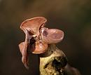 Click image for larger version. 

Name:	fungi.JPG 
Views:	151 
Size:	65.6 KB 
ID:	4194