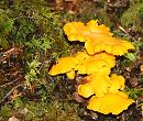 Click image for larger version. 

Name:	fungi.JPG 
Views:	159 
Size:	182.9 KB 
ID:	4210