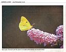Click image for larger version. 

Name:	Pale clouded Yellow.jpg 
Views:	169 
Size:	118.3 KB 
ID:	4211