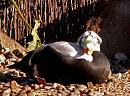 Click image for larger version. 

Name:	Specticaled Eider duck.jpg 
Views:	181 
Size:	139.0 KB 
ID:	4228