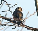 Click image for larger version. 

Name:	goldfinch.jpg 
Views:	650 
Size:	69.0 KB 
ID:	4254