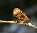 Click image for larger version. 

Name:	female house sparrow.JPG 
Views:	260 
Size:	99.0 KB 
ID:	4298