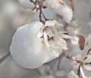 Click image for larger version. 

Name:	Amelanchier_snow.jpg 
Views:	224 
Size:	110.1 KB 
ID:	4313