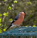 Click image for larger version. 

Name:	Bullfinch.jpg 
Views:	215 
Size:	395.2 KB 
ID:	4341