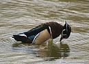 Click image for larger version. 

Name:	wood_duck.jpg 
Views:	510 
Size:	201.1 KB 
ID:	4369