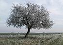 Click image for larger version. 

Name:	Ancient crab apple tree.jpg 
Views:	159 
Size:	201.5 KB 
ID:	437
