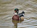 Click image for larger version. 

Name:	wood_duck_1.jpg 
Views:	200 
Size:	133.1 KB 
ID:	4374