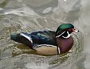Click image for larger version. 

Name:	wood_duck_2.jpg 
Views:	217 
Size:	158.8 KB 
ID:	4375