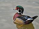 Click image for larger version. 

Name:	wood_duck_3.jpg 
Views:	213 
Size:	108.8 KB 
ID:	4376