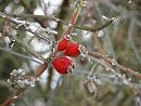 Click image for larger version. 

Name:	Rosehips.jpg 
Views:	175 
Size:	292.8 KB 
ID:	438