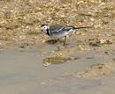 Click image for larger version. 

Name:	Wagtail_reflection.jpg 
Views:	227 
Size:	117.7 KB 
ID:	4417