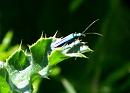 Click image for larger version. 

Name:	Thick-legged Flower Beetle.jpg 
Views:	185 
Size:	50.1 KB 
ID:	453
