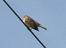 Click image for larger version. 

Name:	Corn_bunting.jpg 
Views:	344 
Size:	75.2 KB 
ID:	4548