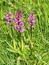 Click image for larger version. 

Name:	orchis_militaris.jpg 
Views:	224 
Size:	546.1 KB 
ID:	4572