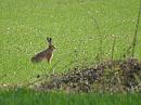 Click image for larger version. 

Name:	hare.jpg 
Views:	236 
Size:	244.5 KB 
ID:	4580