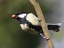 Click image for larger version. 

Name:	Great Tit.JPG 
Views:	146 
Size:	71.6 KB 
ID:	4588
