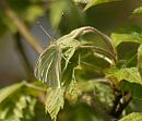Click image for larger version. 

Name:	Cabbage_White_Pieris_brassicae .jpg 
Views:	251 
Size:	123.9 KB 
ID:	4633