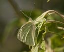 Click image for larger version. 

Name:	Cabbage_White_Pieris_brassicae_1.jpg 
Views:	265 
Size:	118.7 KB 
ID:	4634